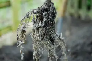 Mycorrhizal Fungi: