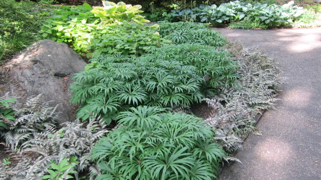Syneilesis aconitifolia