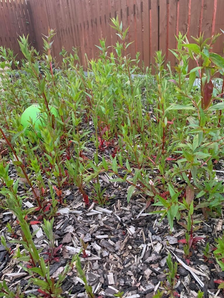 Willow Herb growing through weed fabric
