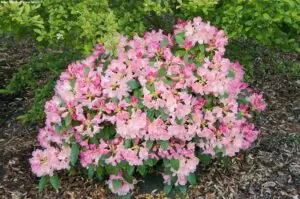 Rhododendrons