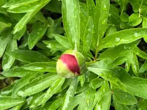 Peonie Bloom