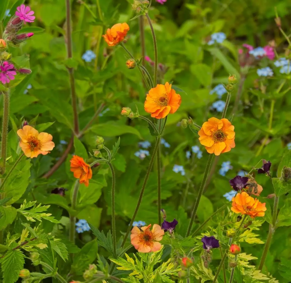Geums