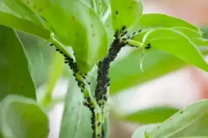 Aphids