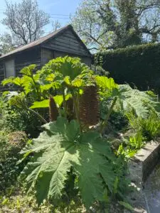 Gunnera manicata: The Dinosaur of the Damp Border