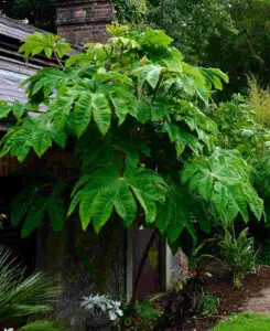 Tetrapanax ‘Rex’