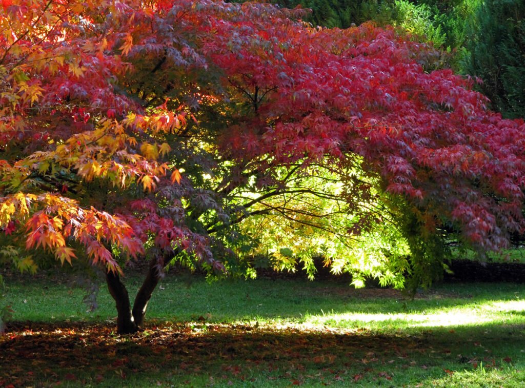 red acer tree