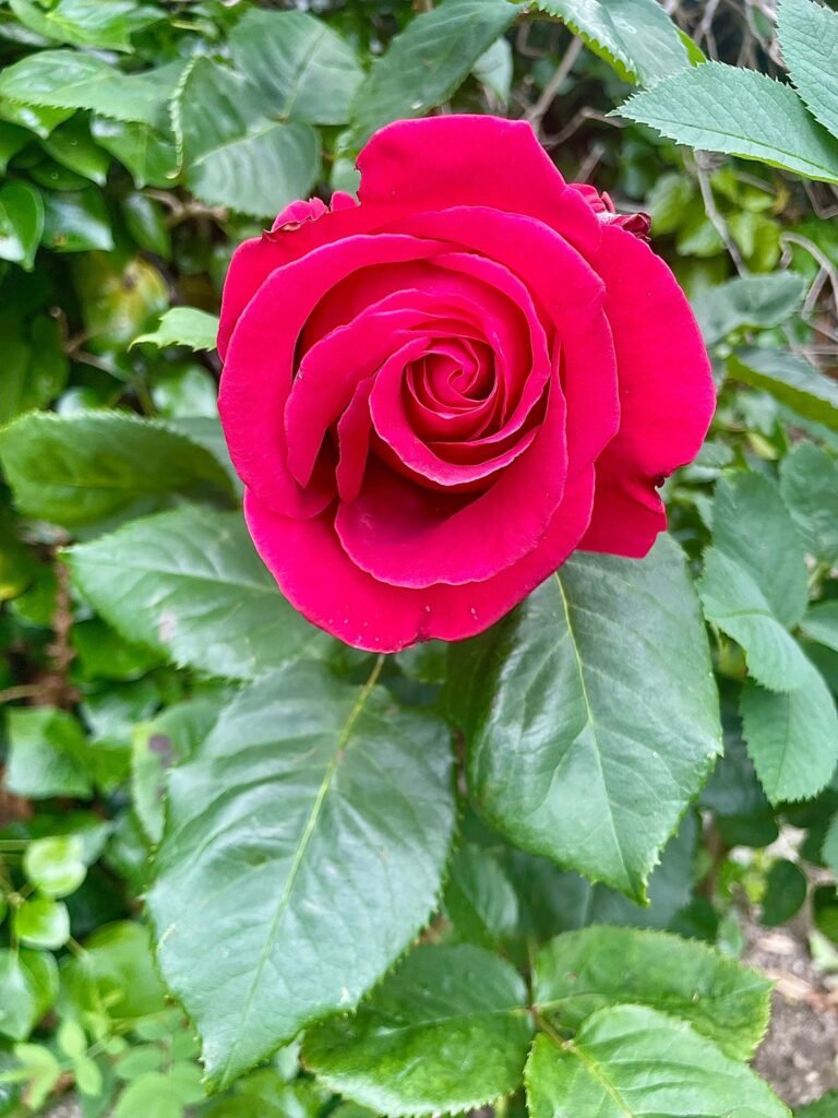 Red roses