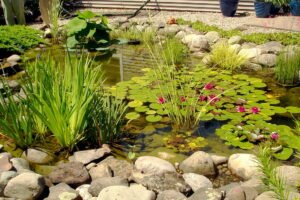 Garden pond