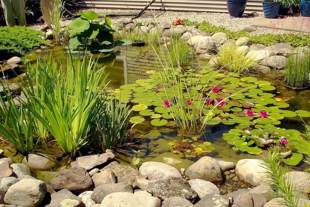 Garden pond