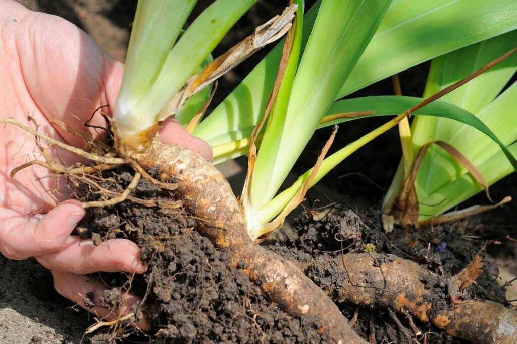 Iris at correct depth
