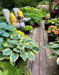 Hostas in containers