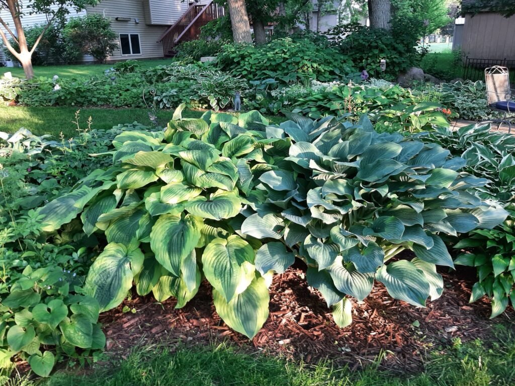 large clump of hostas