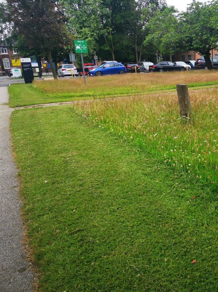 mowed lawn edges no mow may