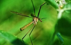 Mosquitoes close-up