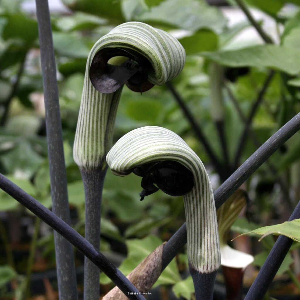 Arisaema close up