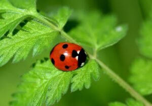 close up of ladybird