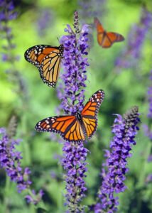 buddleja bush with butterflie