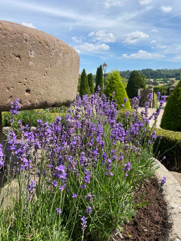 Lavender close up