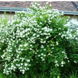 Philadelphus coronarius (Mock Orange)