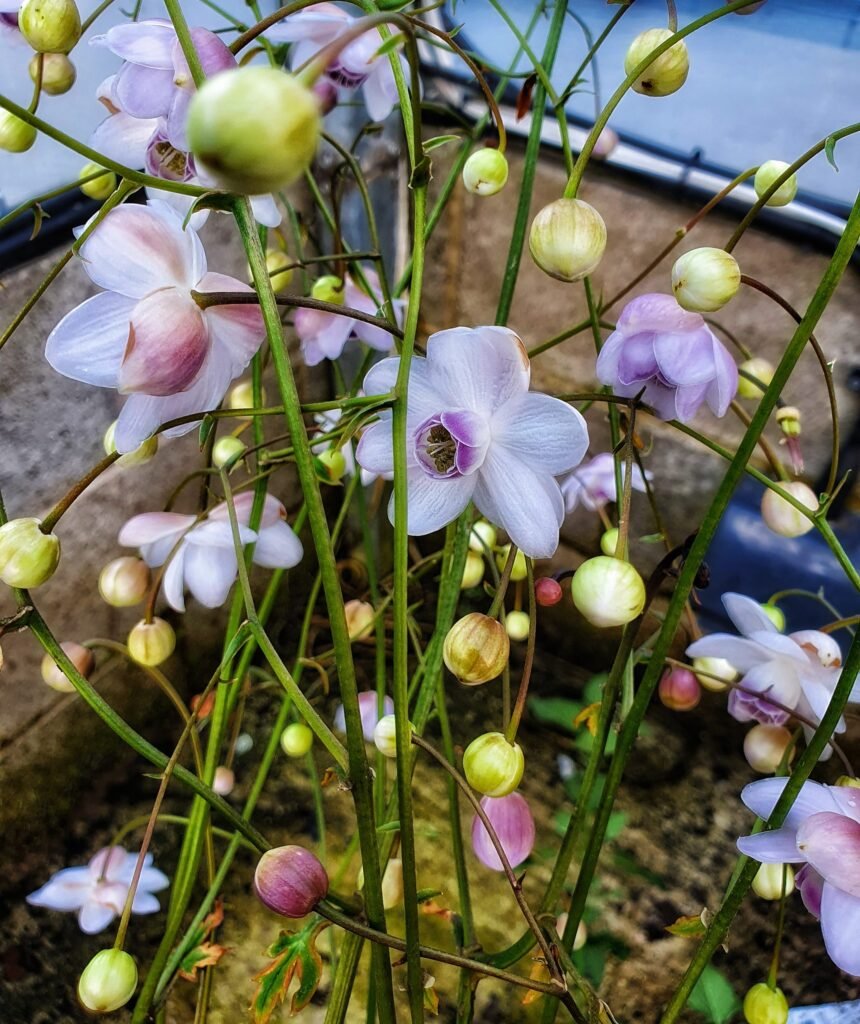 Anemonopsis macrophylla