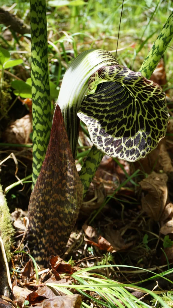Arisaema close up
