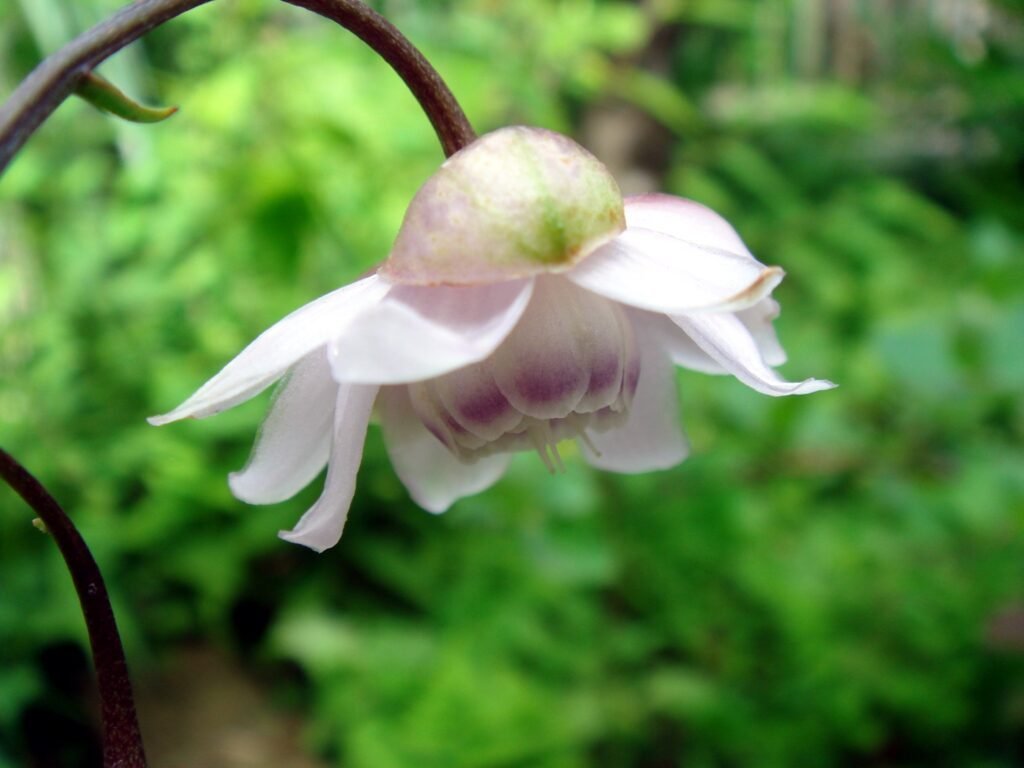 Anemonopsis macrophylla close up
