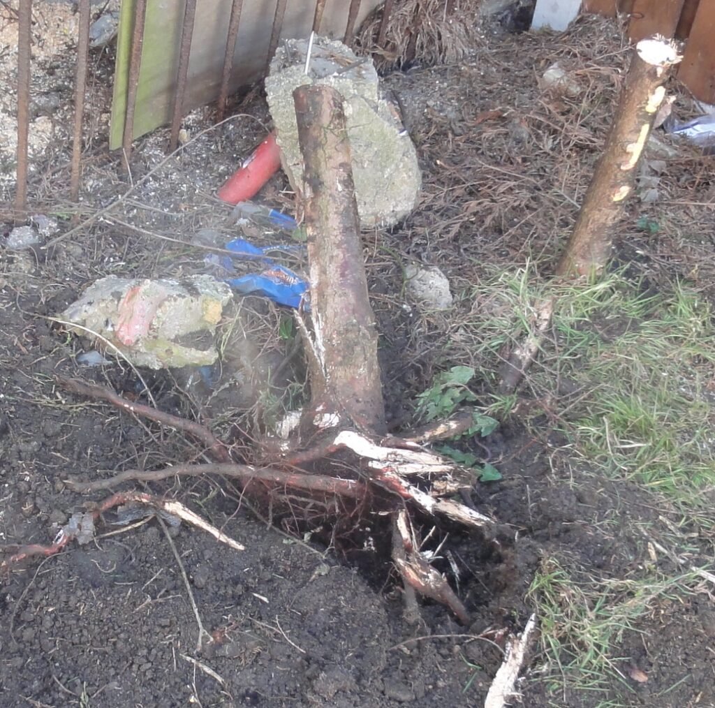 leylandii roots