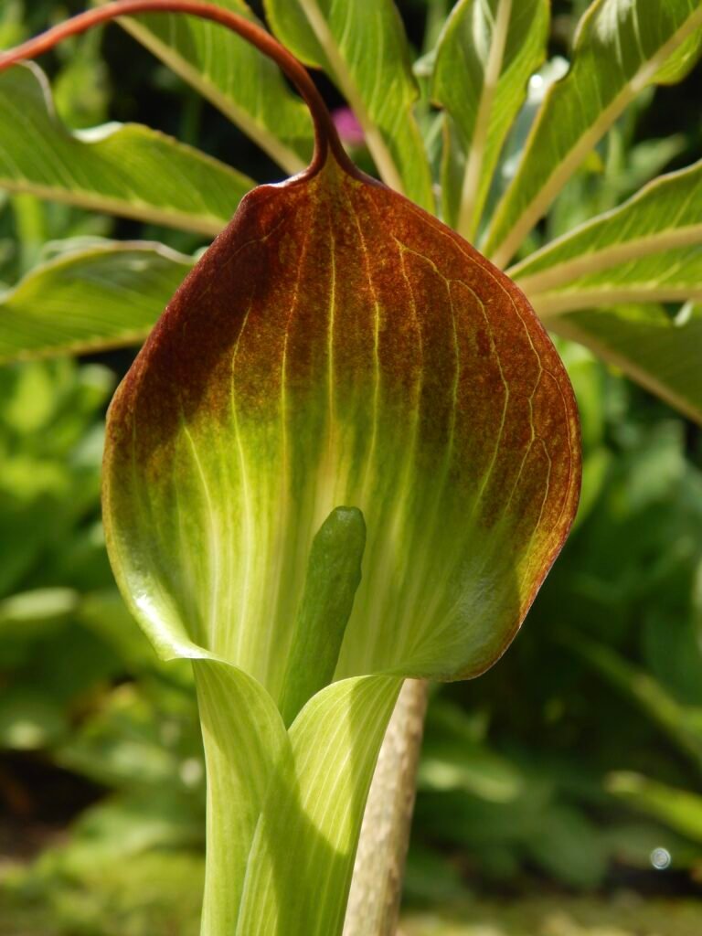 Arisaema close up