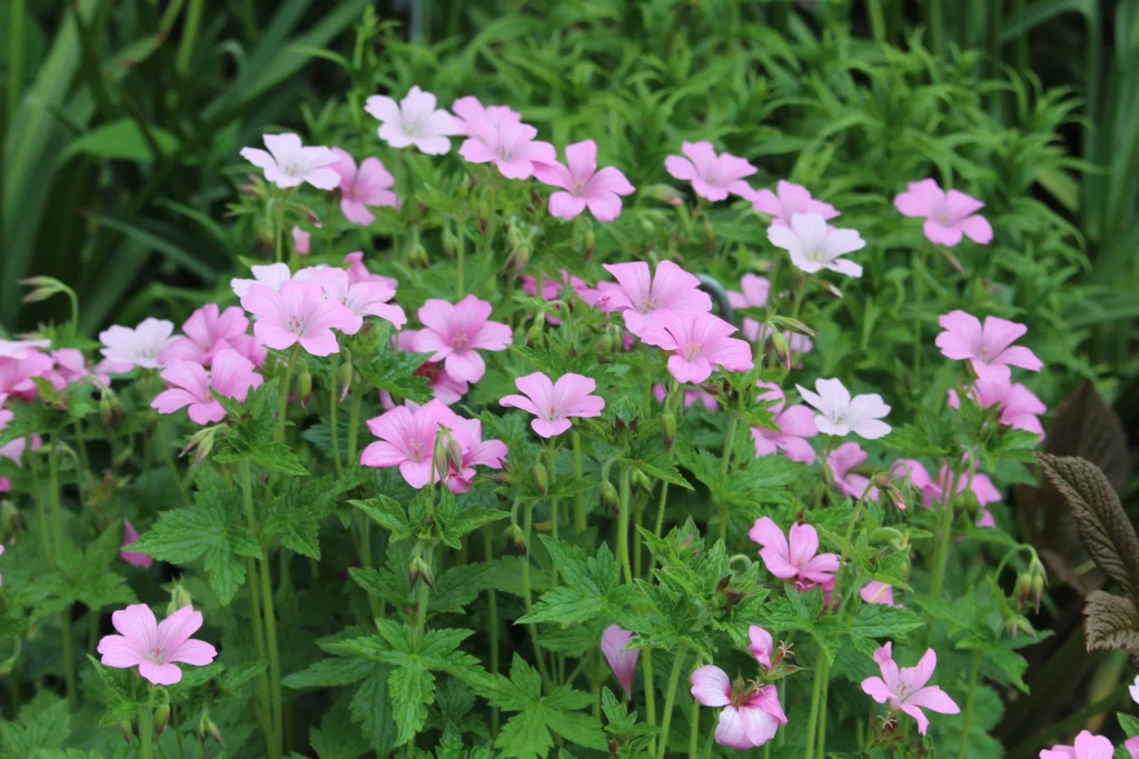 Wargrave Pink
