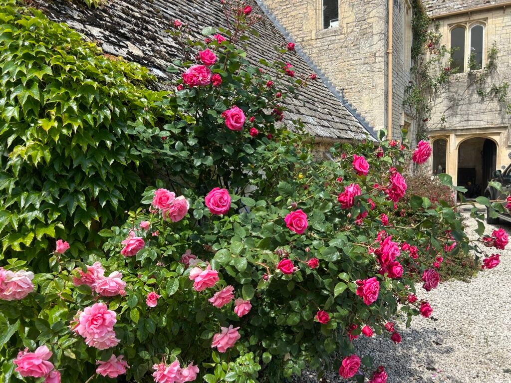 Old Roses on wall