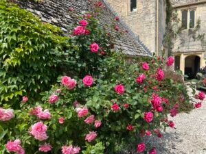 Old Roses on wall