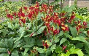 Spigelia in flower