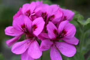 PELARGONIUM Purple Unique