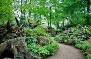 The Stumpery Highgrove