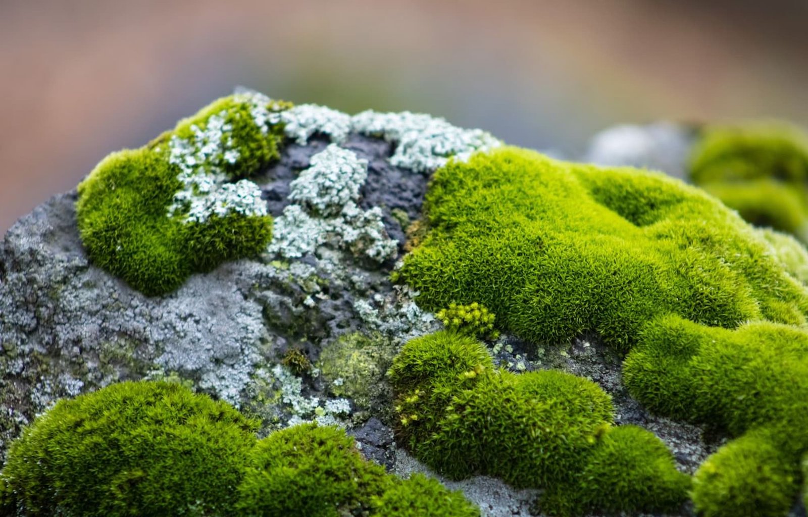 moss on rock