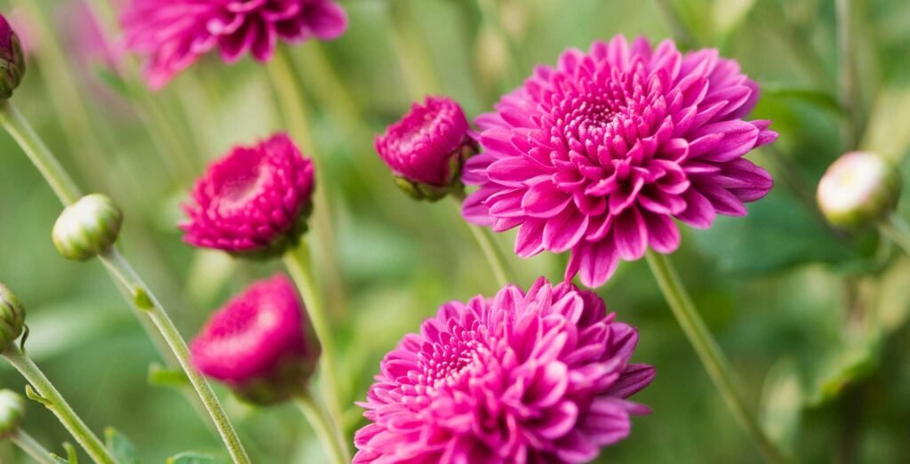 Chrysanthemums