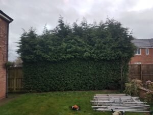 Cutting leylandi hedge