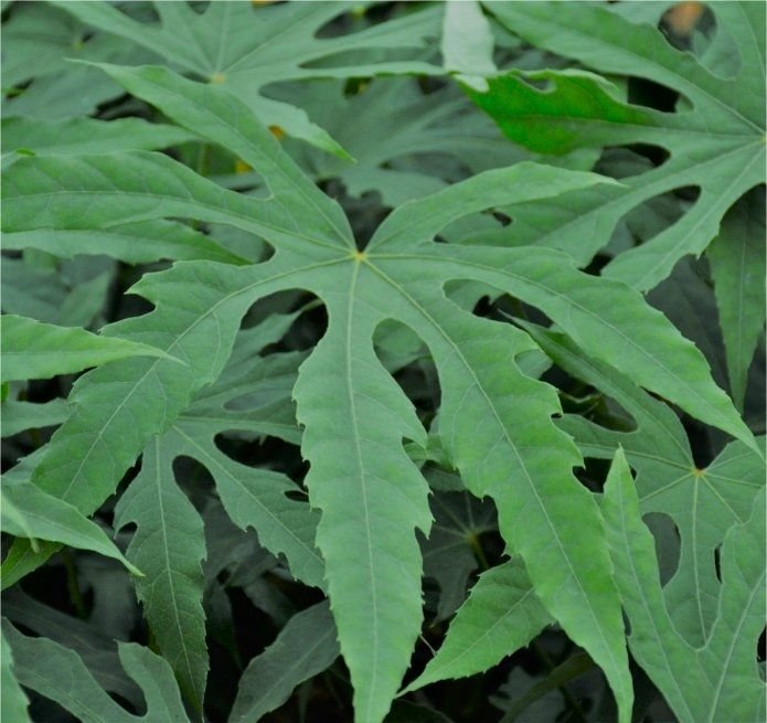 Fatsia japonica green fingers