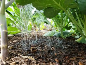 Watering after the heat