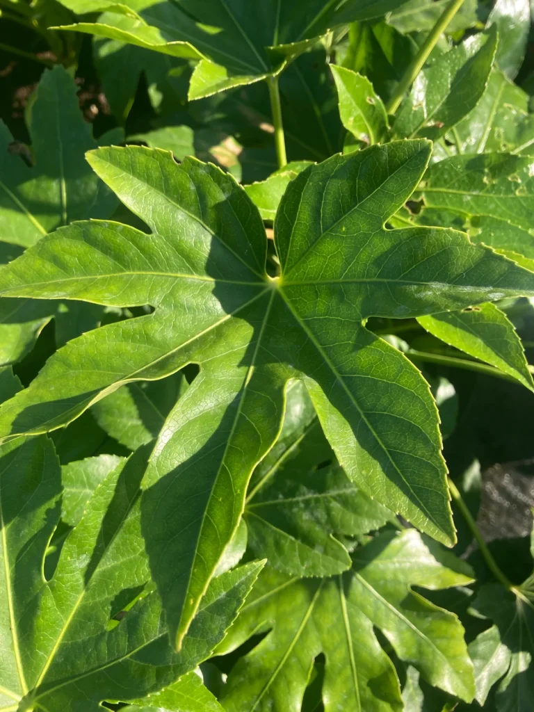 Fatsia japonica (Green Form)