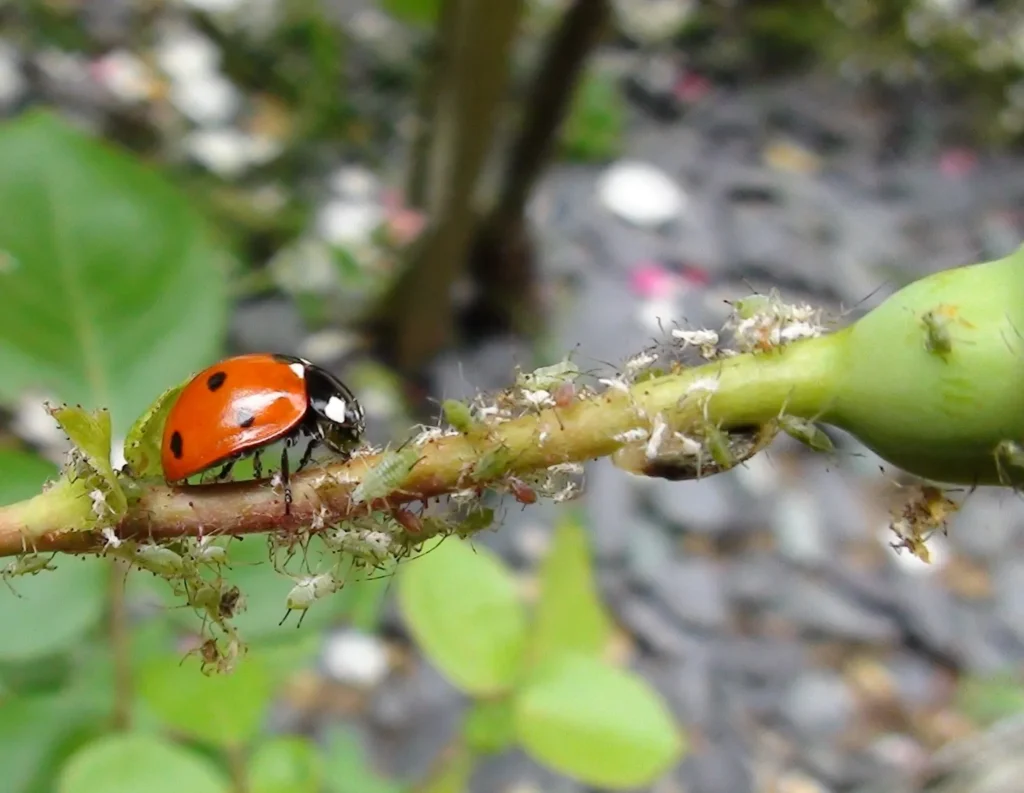 Ladybird and aphids