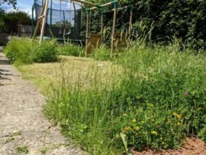 No mow may lawn