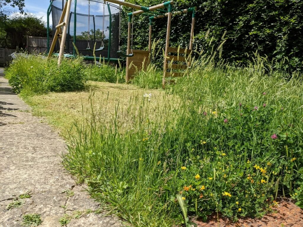 No mow may lawn