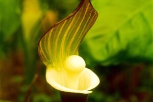 Arisaema close up