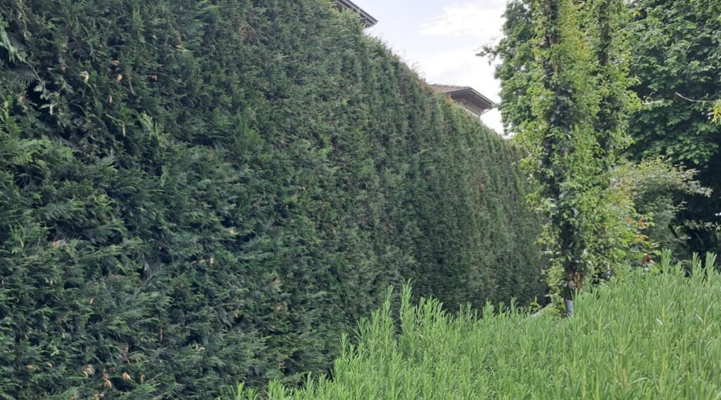 leylandii hedge