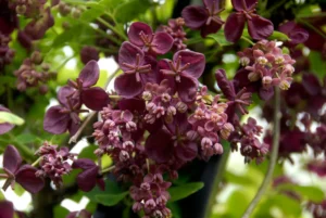 Akebia quinata